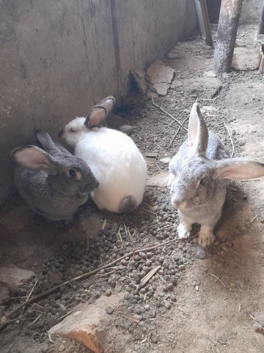 Ona quyonlar erkak quyon sotiladi