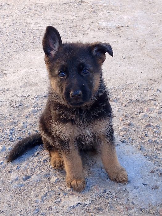 Продам щенков немецкой овчарки