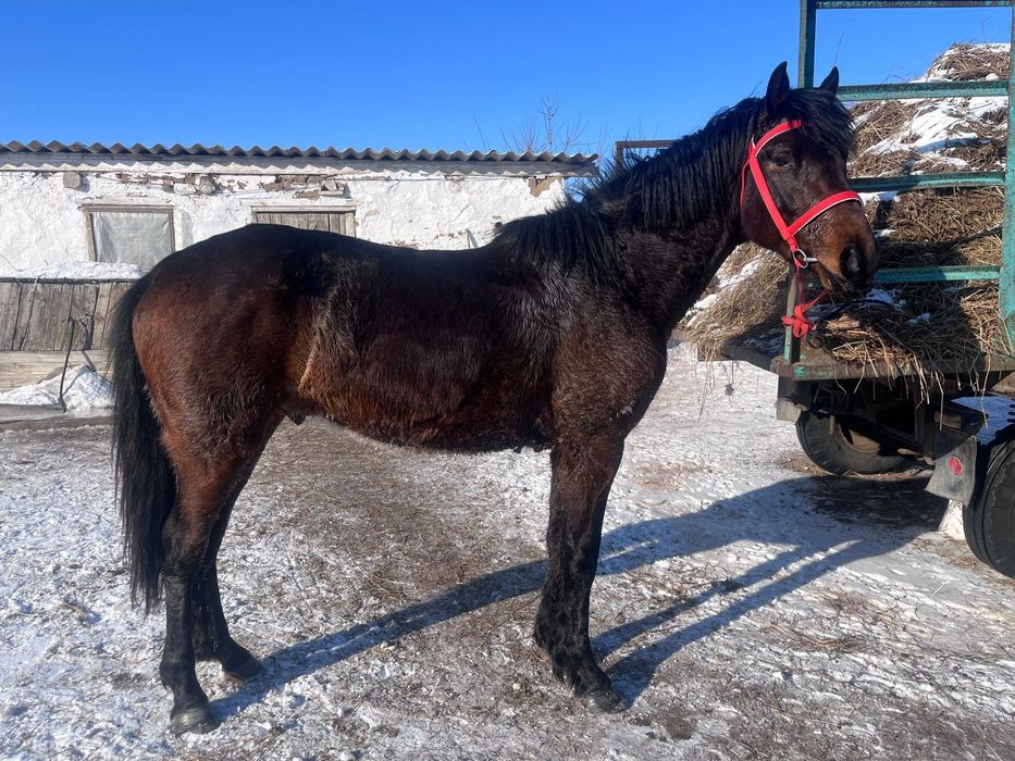 Жылқы   сатылады саудасы бар