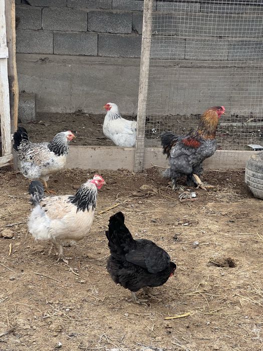 Домашние куры несушки Шымкент