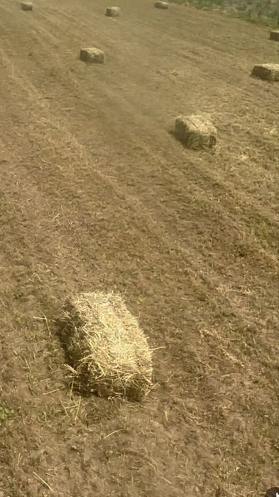 Baloți lucernă..