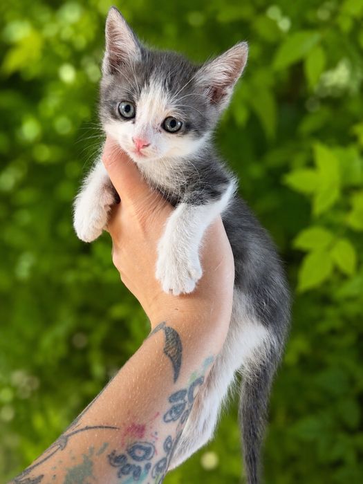 Отдам котят в хорошие руки