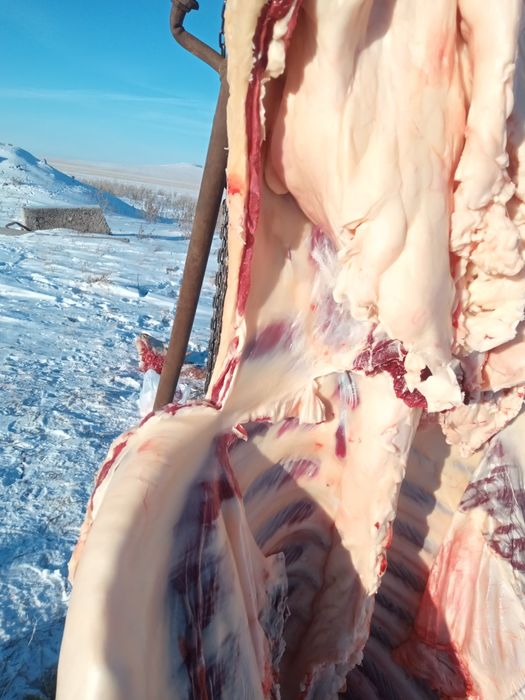 Продам тёлку с откорма