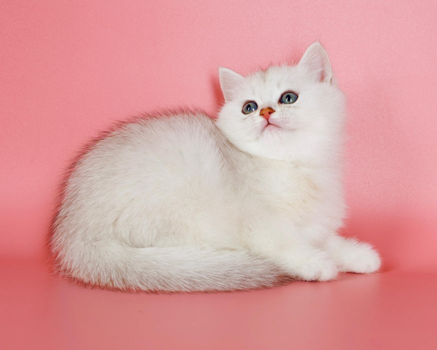 Серебро шиншилла британские котята