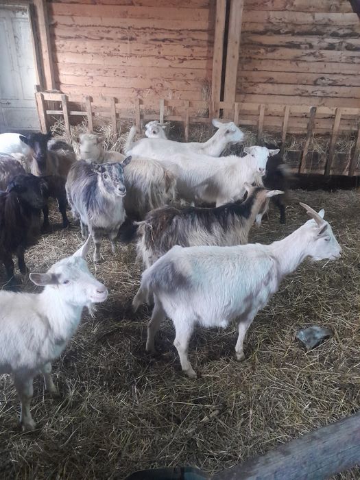 Vind capre szanen și autohtone