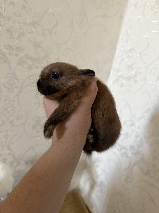 Декоративный куйончалар сотилади