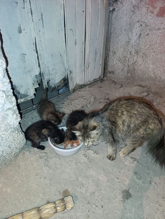 Отдам даром кошки