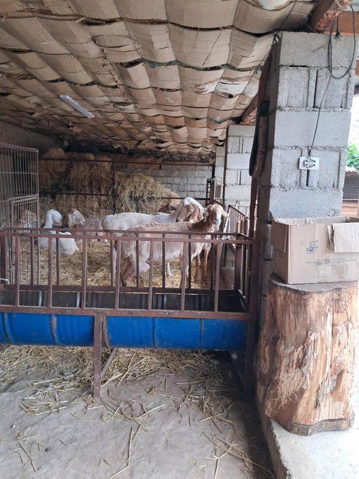 Арашан коилар ургашы