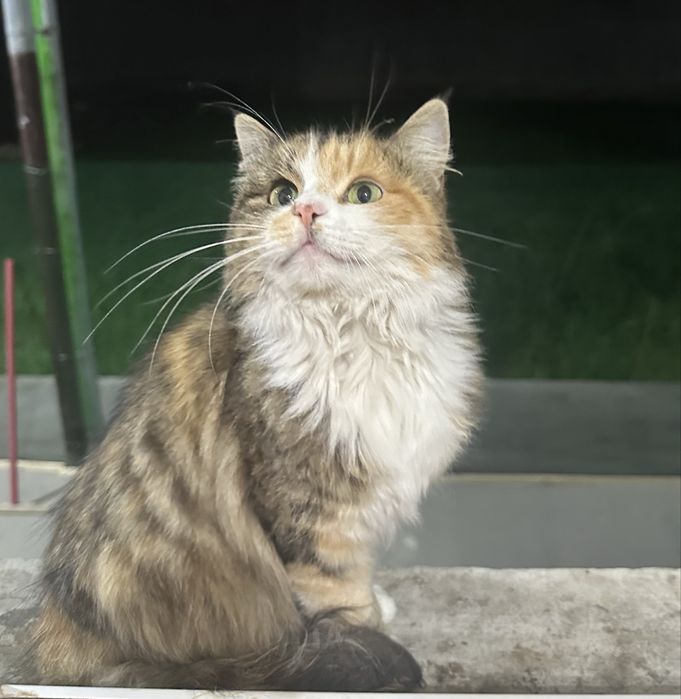 Отдам даром девочку