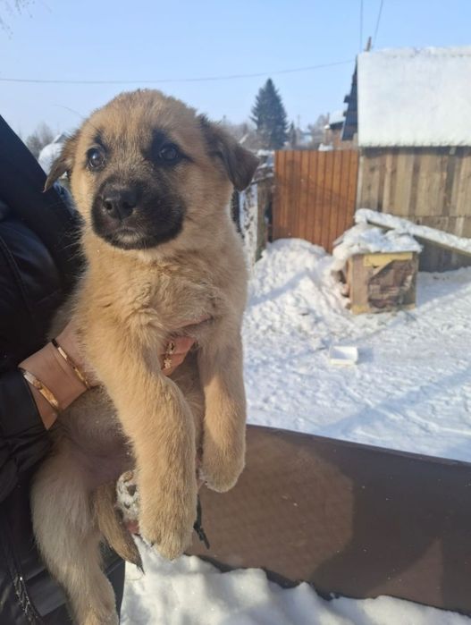 Отдам щенка в добрые руки