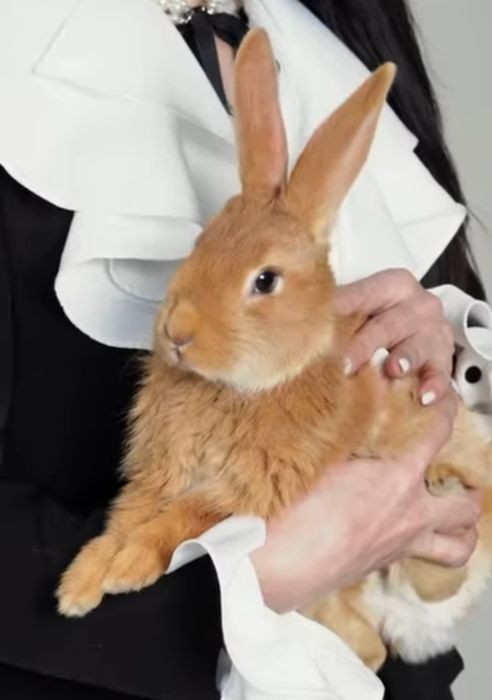 Бургундские кролики 4 месяца