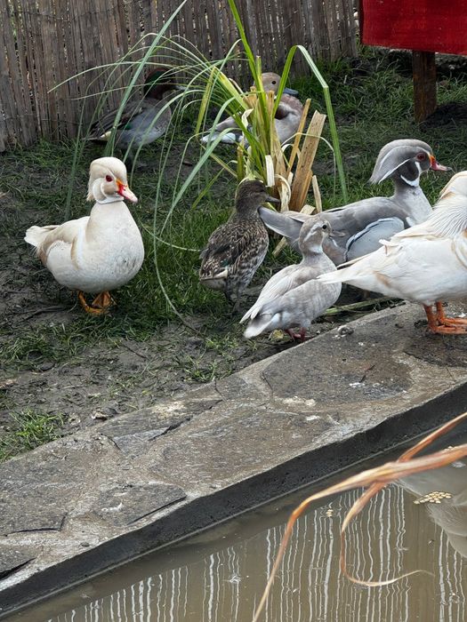 Perechi rațe exotice