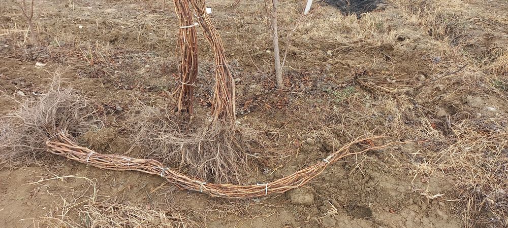 3 yillik uzum kochat