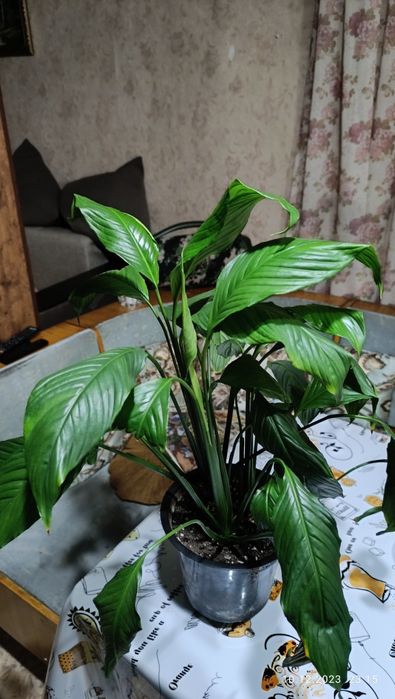 Продам комнатные цветы