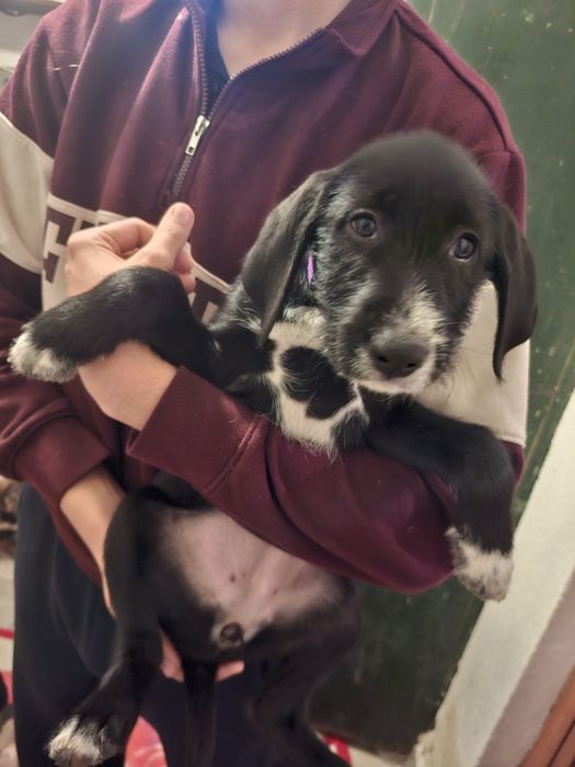 9 малки кученца търсейки си нов дом