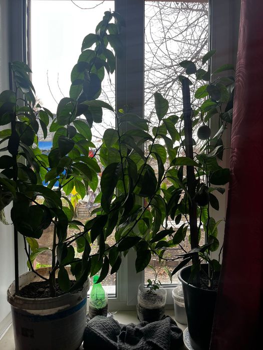 Продам дерево лимона