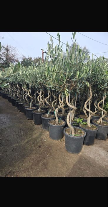 Leylandi cupressus si multe alte speci pentru curtile dumnevoastra