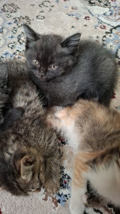 Ласковые котята отдадим в добрые руки