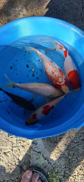 Krap koi,carasi japonezi