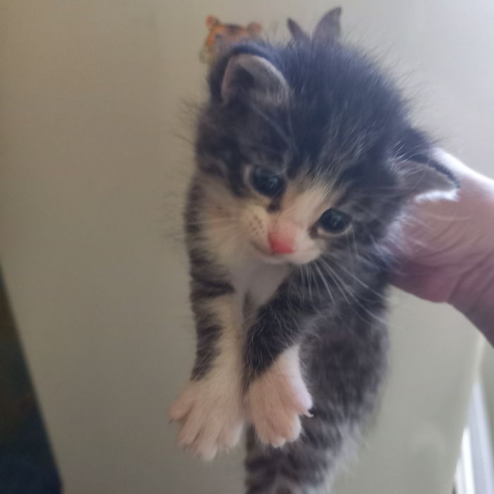 Котёнок мальчик один месяц