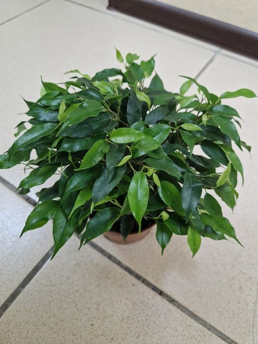 Продам комнатные растения