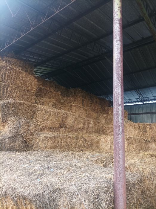 Продавам малки бали люцерна и слама . Люцерна 500 бали и 200бали слама