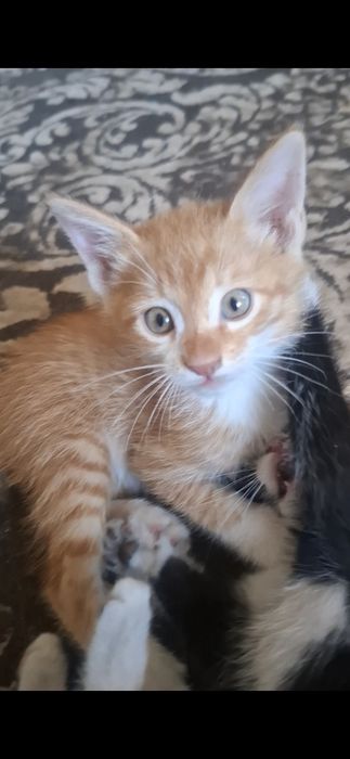 Котята  г шымкент