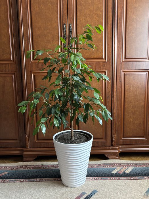 Фикус бенджамина