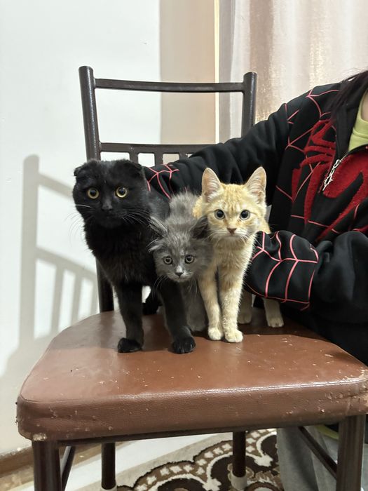 Кошки красивые .