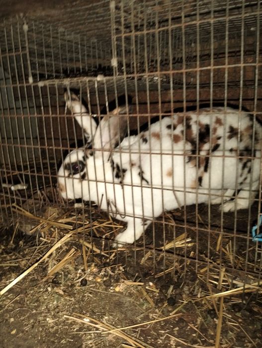 Femele gestante disponibile