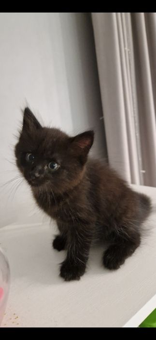 Отдам в добрые руки котят