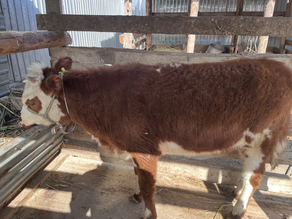 Кызыл кашар бир жарм жасар