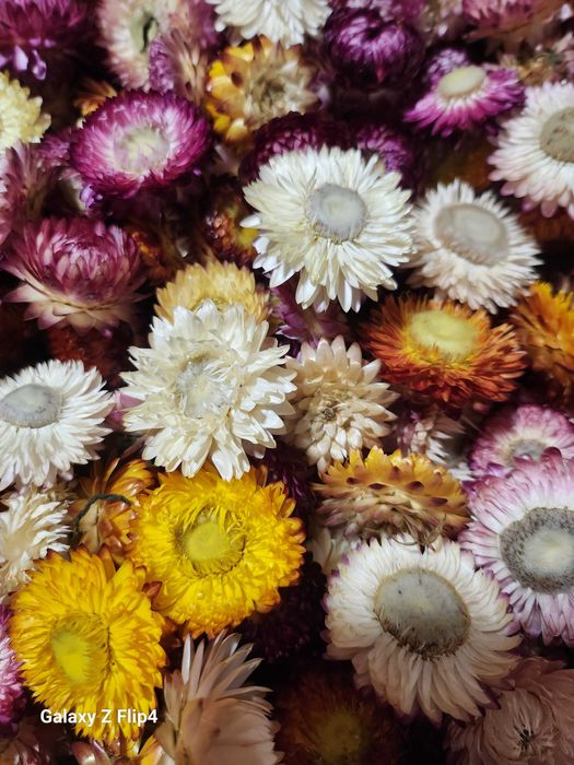 Vand imortele,flori de paie.