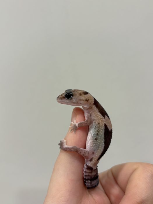 Гемитекониксы гекконы