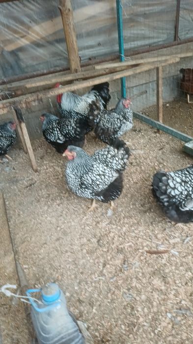 Продам виандот серебро