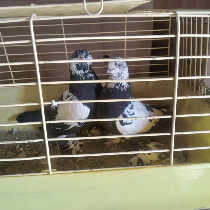 Продам домашних голубей.
