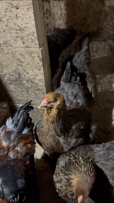 Tineret Brahma Potarnichiu