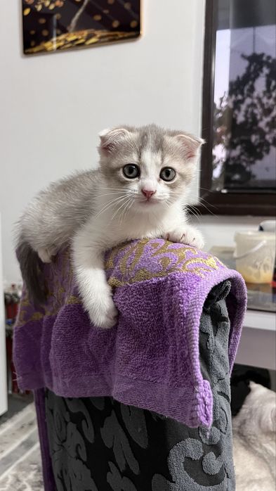 Вислоухая кошечка сатылады