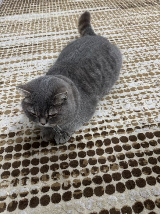 Продаётся серый British Shorthair