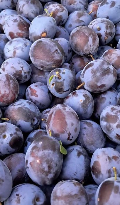 Prune pentru tuica