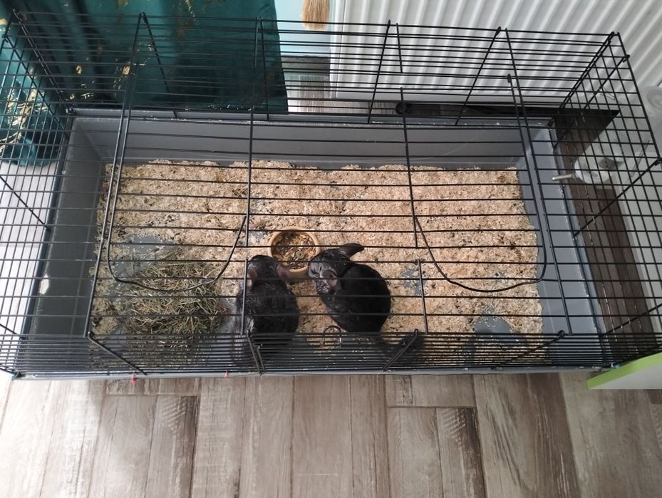 Vând 2 șinșile +cușcă