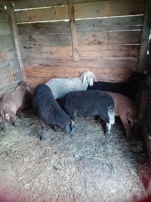 De vânzare5 mieluțe