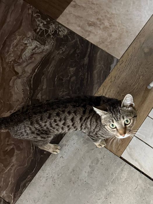 В любящие руки Котик 7-8месяцев