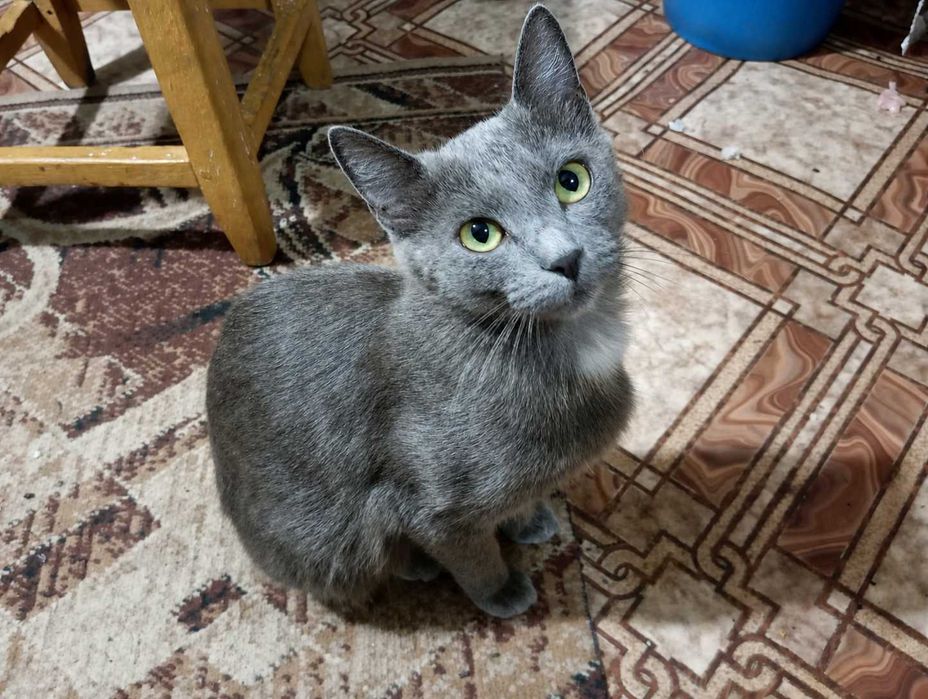 Отдам котят в добрые руки!