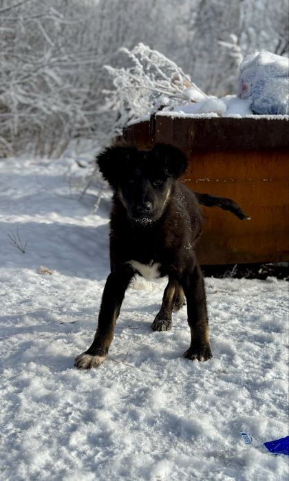 Отдадим щенят в добрые руки