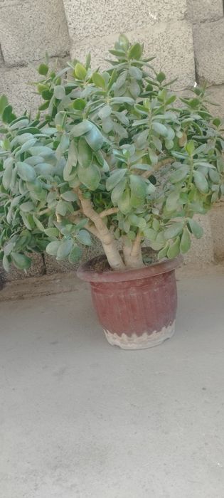 Sotiladi gullar  srochna