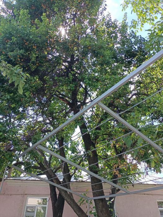 Дерево бесплатно