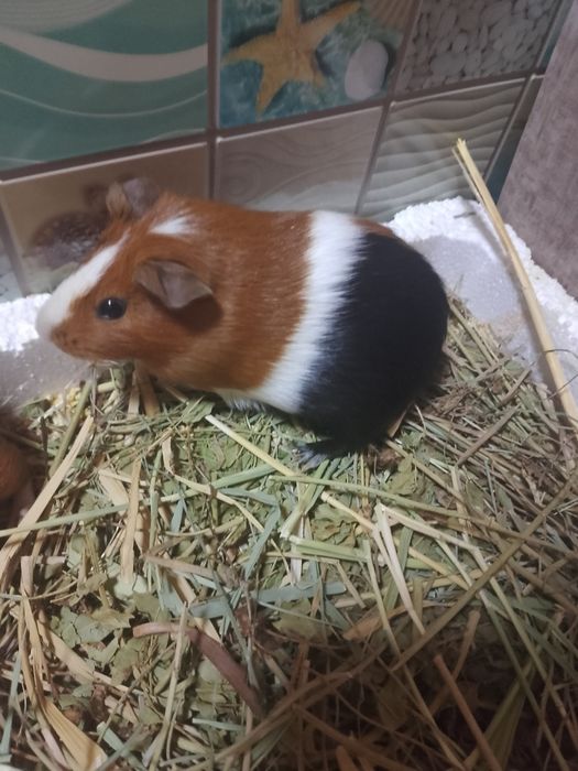 Продам морскую свинку