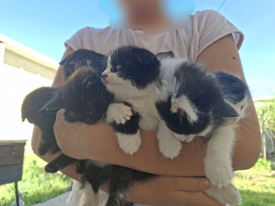 Котята вислоухие (Скоттиш Фолд)