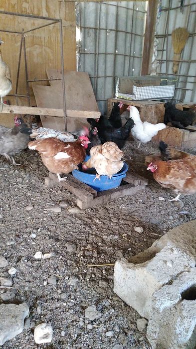 Курицы молодые и красивые
